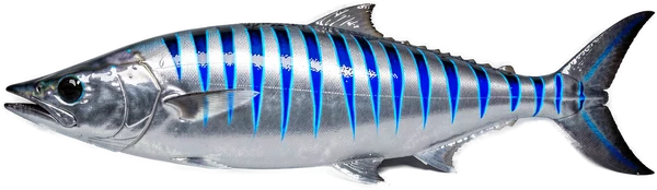 Wahoo, Bonaire big game fish