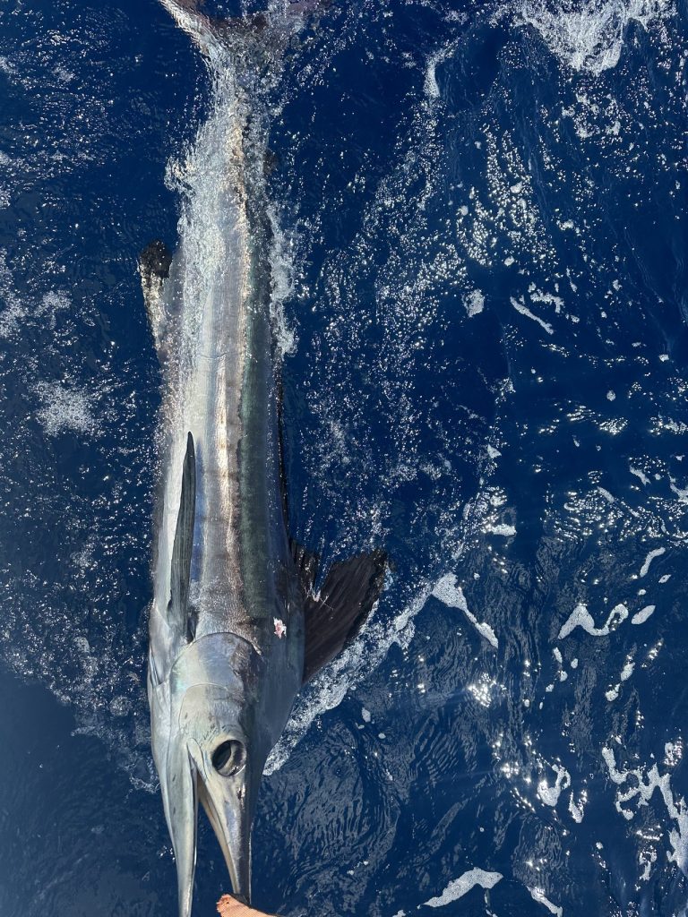 Gestreepte slanke wahoo aan de leader gebracht langs de boot in diepblauw water bij Bonaire, vingers op de leader.