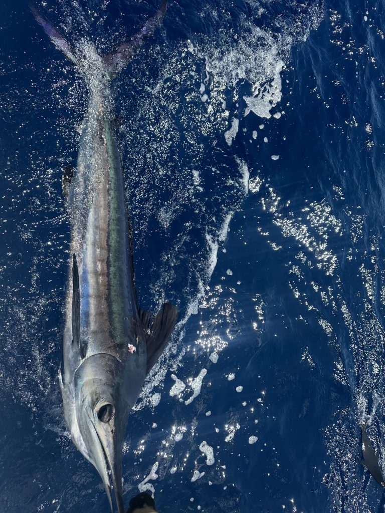 Gestroomlijnde wahoo die langs de romp van de boot zwemt door diep kobaltblauw water bij Bonaire tijdens een big game fishing-charter.