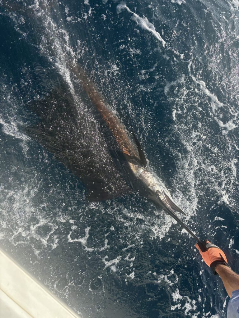 Een billfish aan de leader in kolkend blauw water langs de romp, klaar voor de release tijdens een Bonaire-visserijcharter.