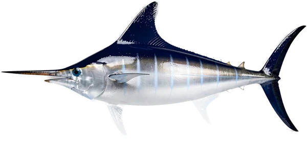 White marlin (Kajikia albida), Bonaire billfish fishing