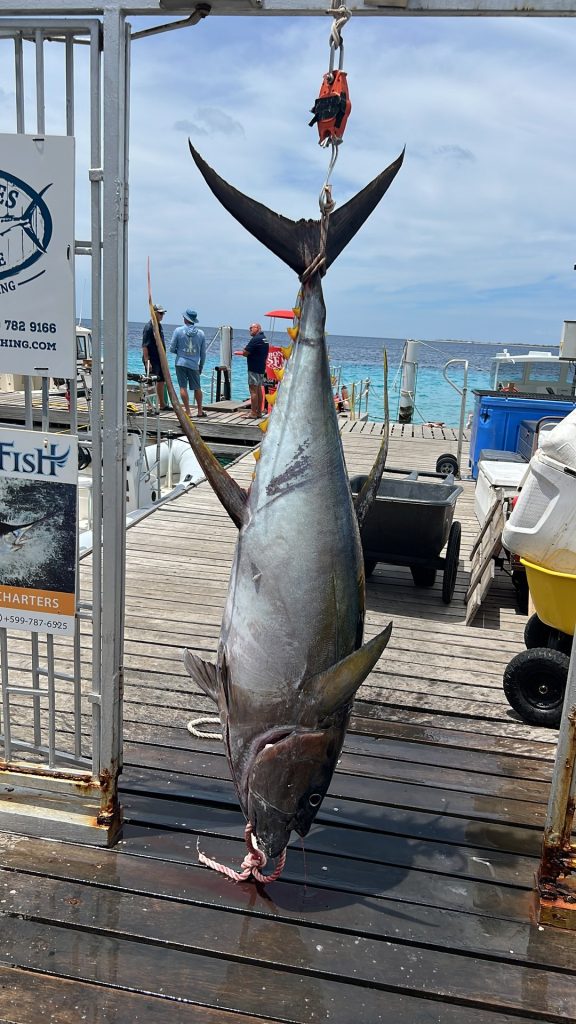 Large tuna hanging from the dock scale under Fishtales banners at Kralendijk marina, Bonaire, with turquoise sea behind.