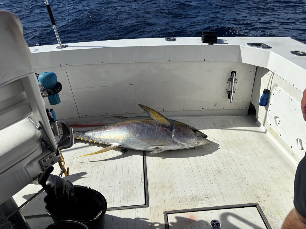 Een net gevangen geelvintonijn ligt op het witte kuipdek van een sportvisboot in diepblauw water voor de kust van Bonaire.