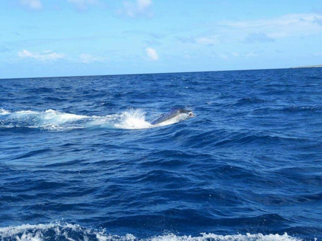 Blue marlin leaping across deep blue water off Bonaire on a Fishtales big game fishing charter